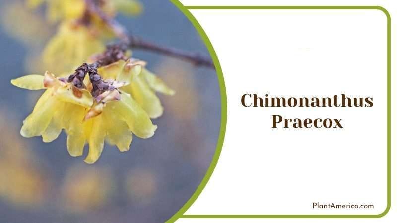 Chimonanthus Praecox PlantAmerica