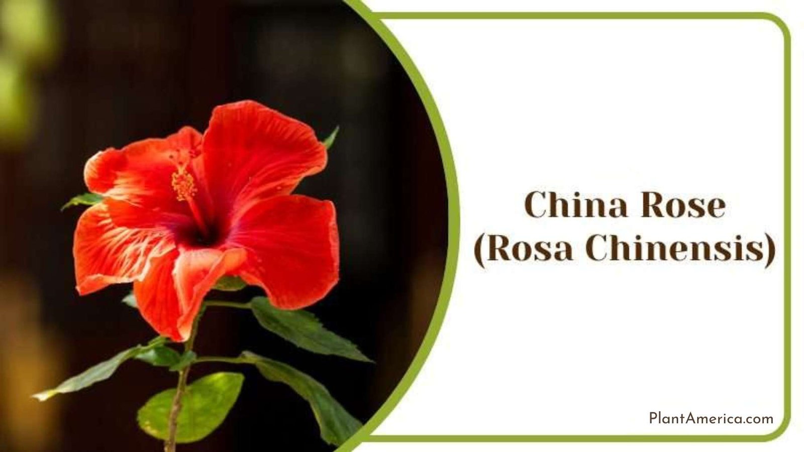 China Rose Plant America China Rose Plant America