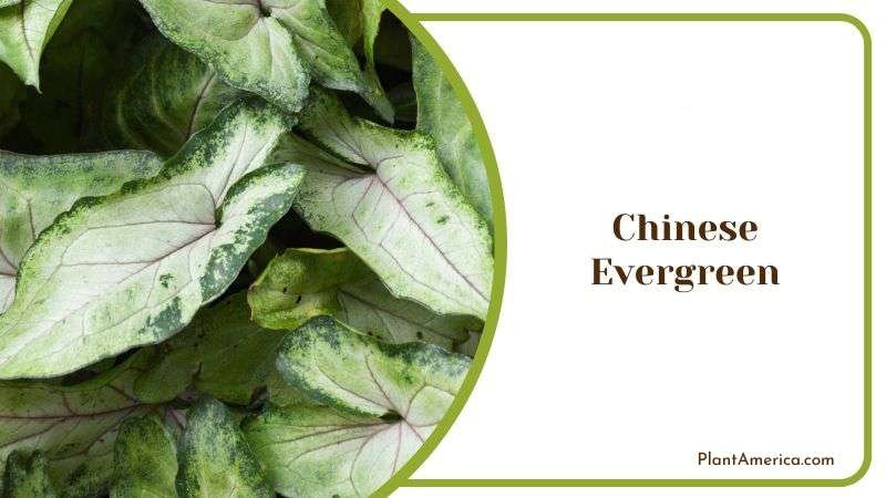 Chinese Evergreen Plant America 1