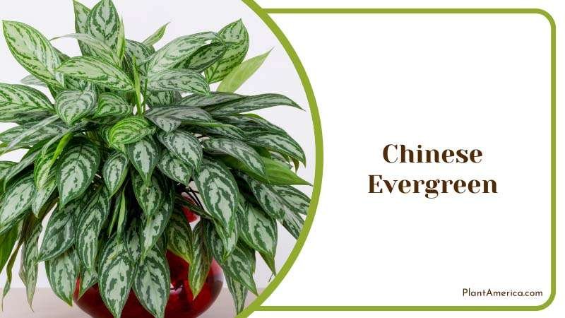 Chinese Evergreen Plant America Chinese Evergreen Plant America