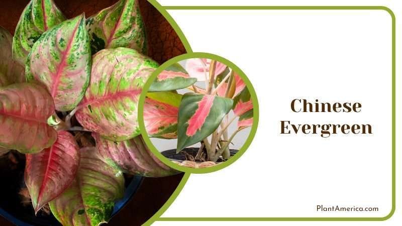 Chinese Evergreen PlantAmerica 1 Chinese Evergreen PlantAmerica 1