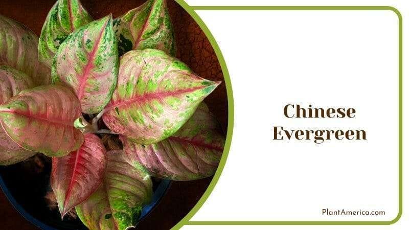 Chinese Evergreen PlantAmerica