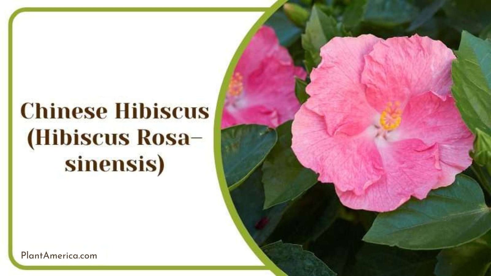 Chinese Hibiscus Plant America Chinese Hibiscus Plant America