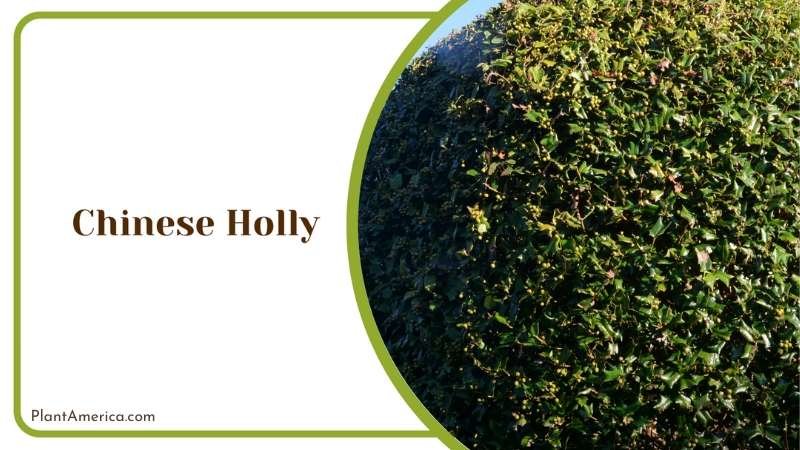 Chinese Holly Ball Plant America