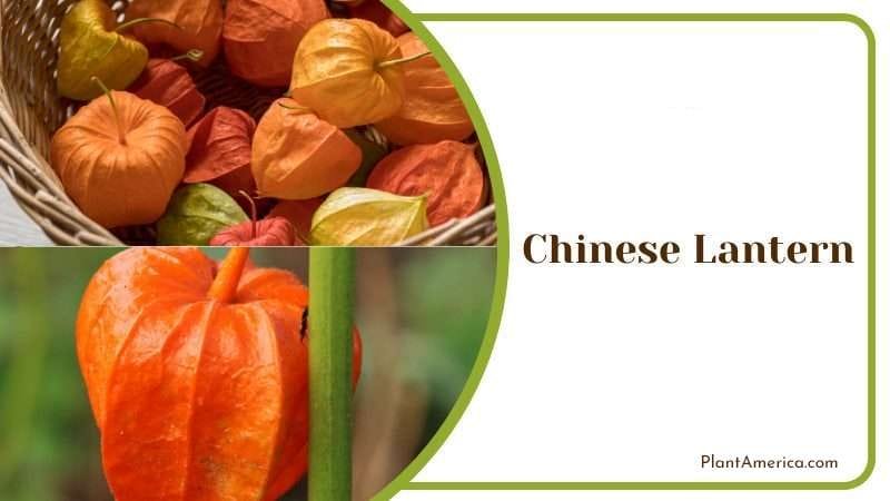 Chinese Lantern PlantAmerica