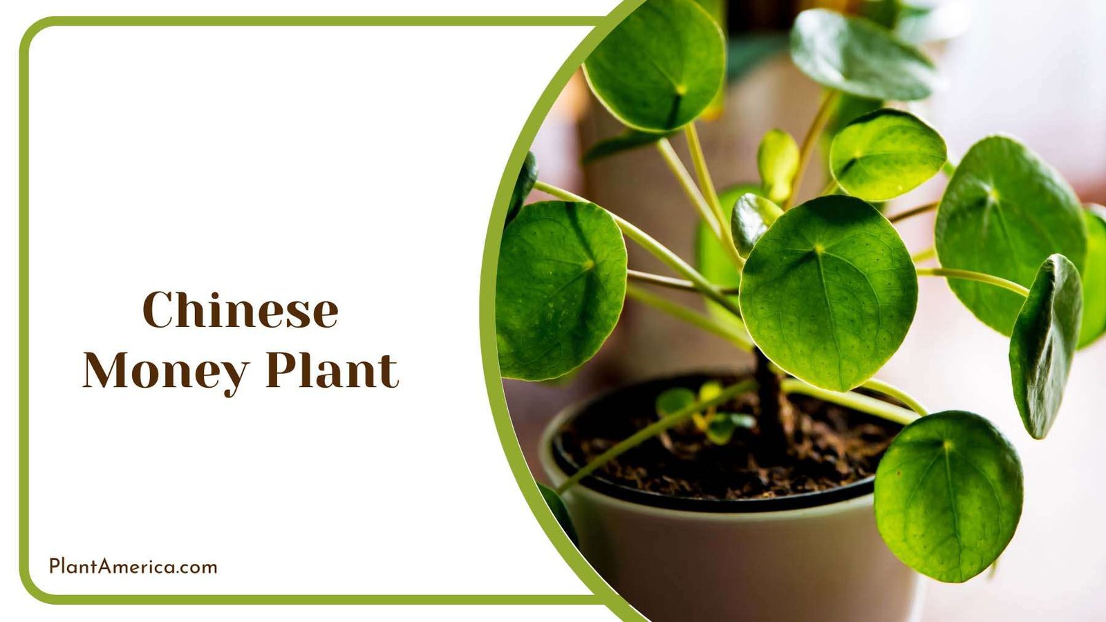 Chinese Money Plant Plant America 1