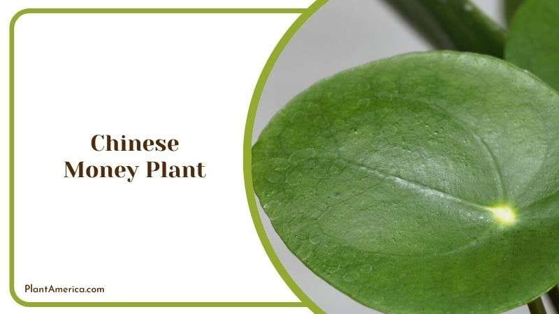 Chinese Money Plant Plant America Chinese Money Plant Plant America