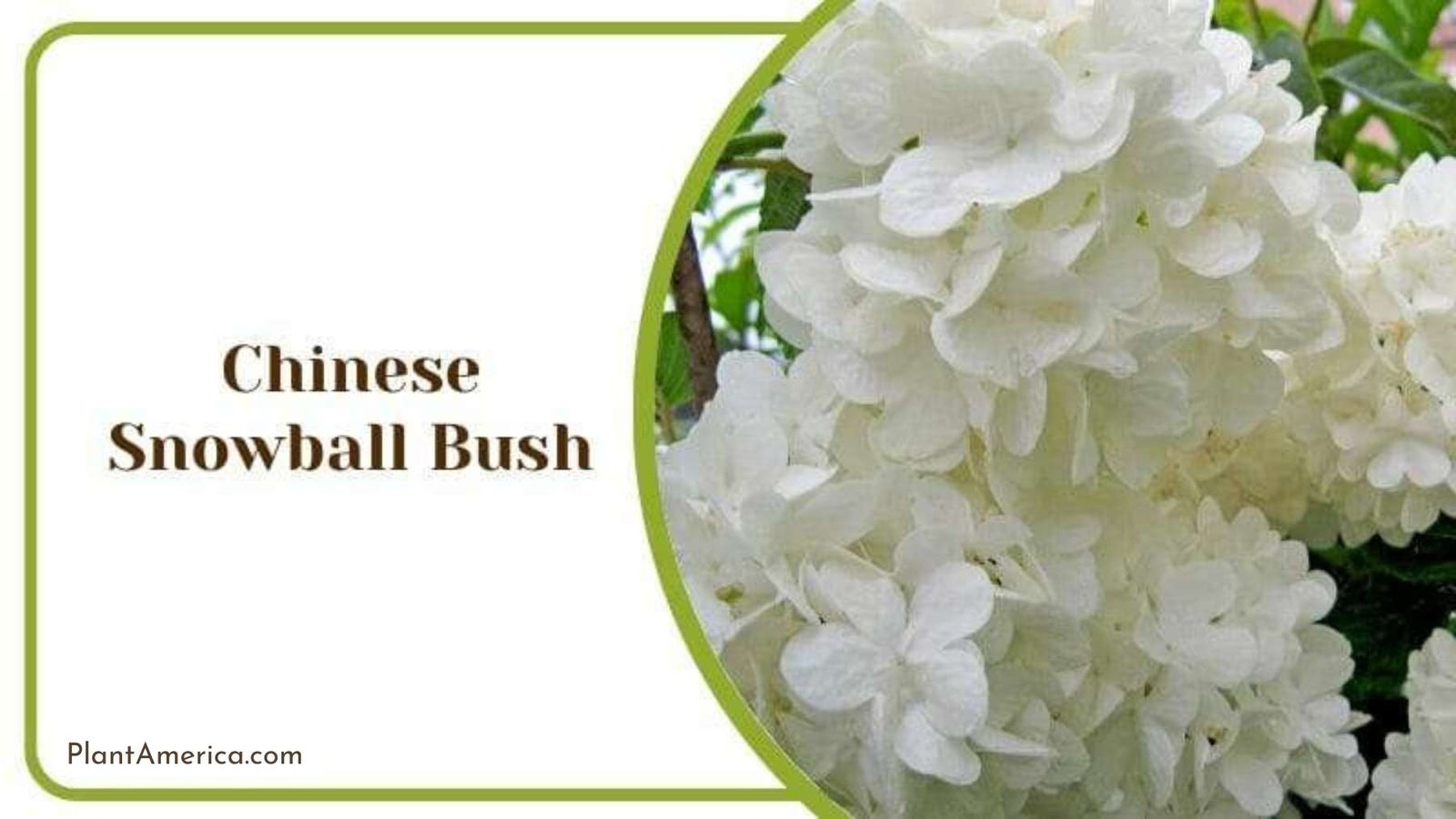 Chinese Snowball Bush Plant America