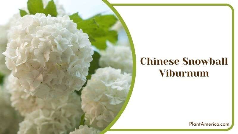 Chinese Snowball Viburnum Plant America Chinese Snowball Viburnum Plant America