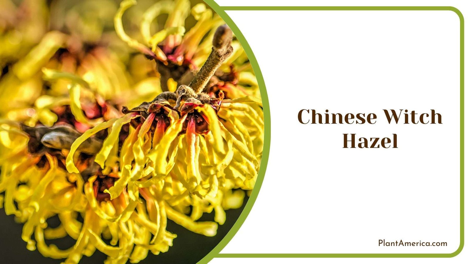 Chinese Witch Hazel Plant America