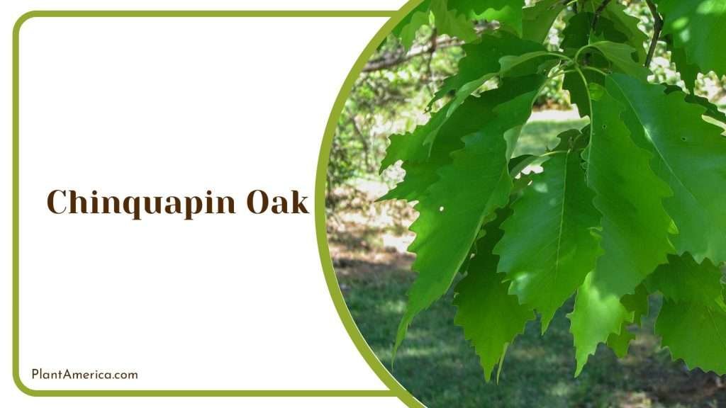 20 Native Texas Trees To Create A Charming Backyard Oasis - Plant America