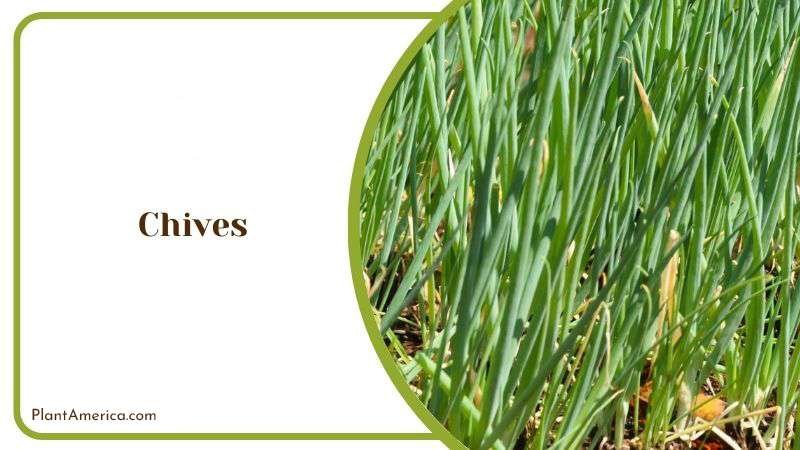 Chives Plant America