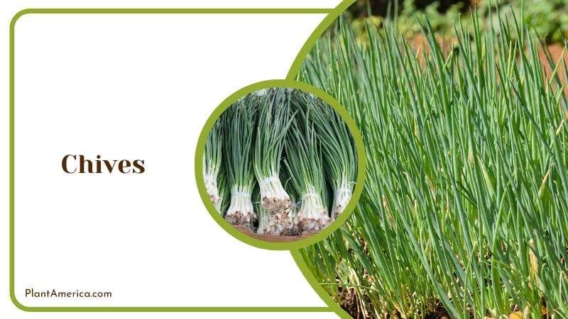 Chives easy to grow herbs PlantAmerica
