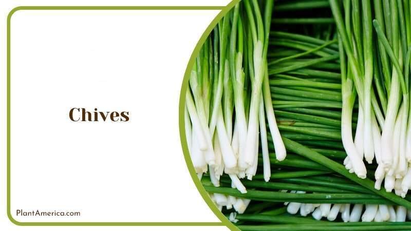Chives or Allium Schoenoprasum PlantAmerica