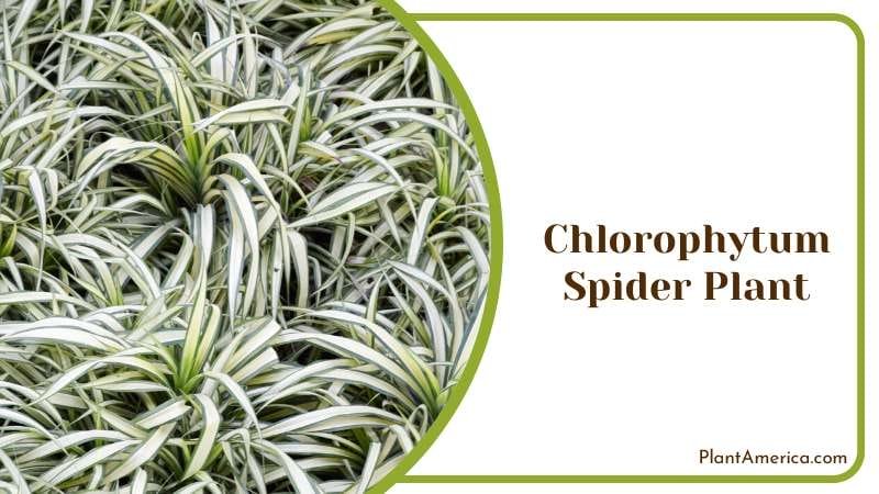 Chlorophytum Spider Plant PlantAmerica