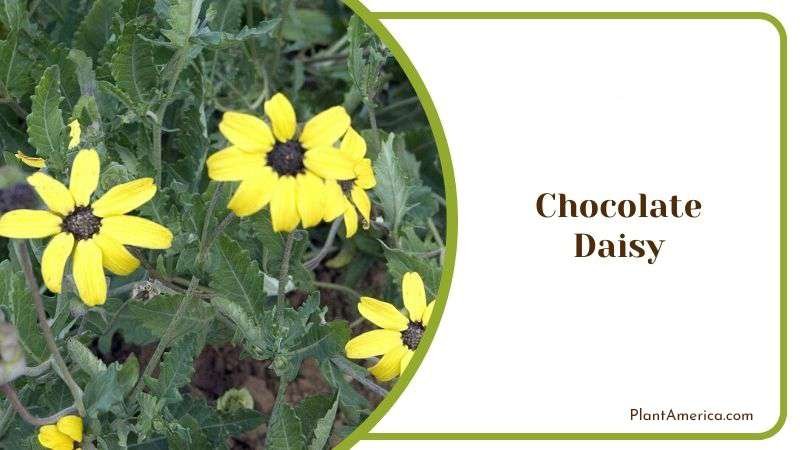 Chocolate Daisy Plant America
