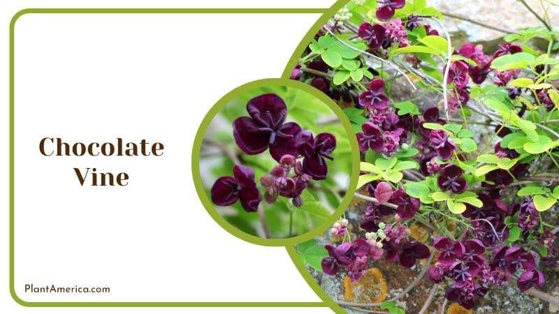 Chocolate Scented Vine Plant America