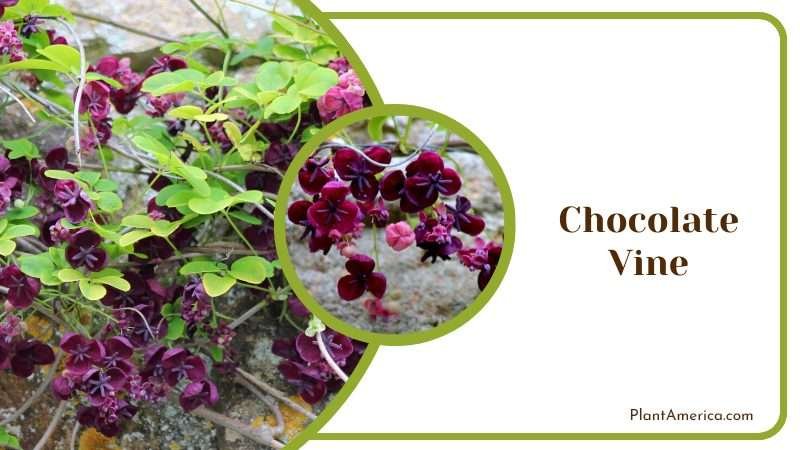 Chocolate Vine Climber Plant America