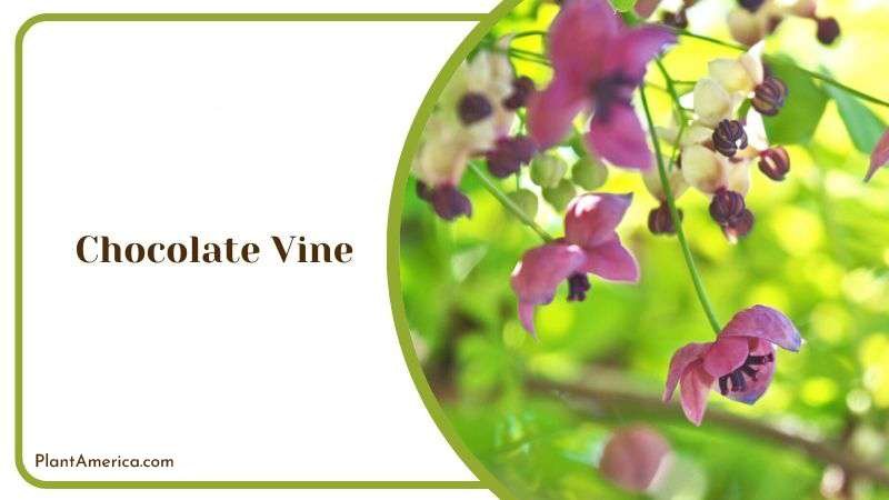 Chocolate Vine Plant America 1