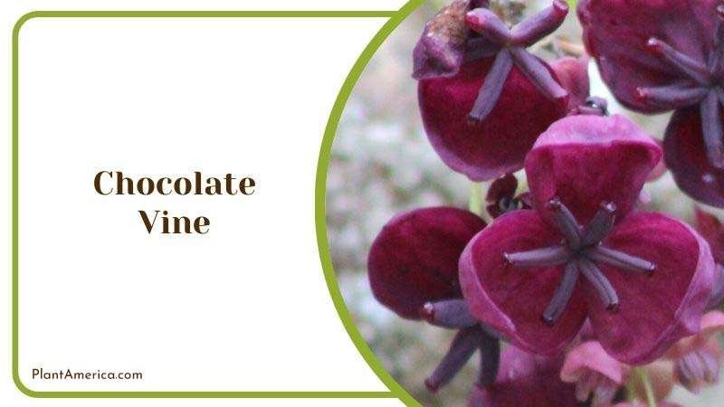 Chocolate Vine Plant America