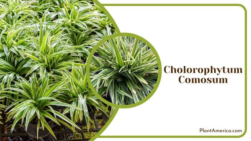 Cholorophytum Comosum known as spider plant Plant America