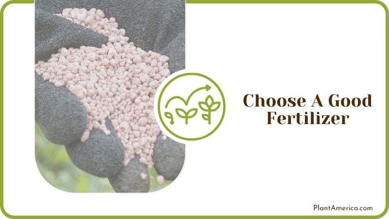 Choose A Good Fertilizer Plant America Choose A Good Fertilizer Plant America