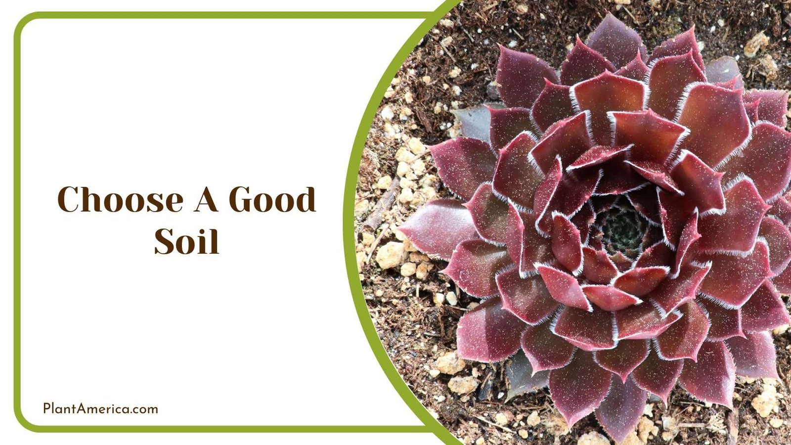 Choose A Good Soil Plant America