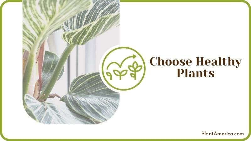 Choose Healthy Plants PlantAmerica Choose Healthy Plants PlantAmerica