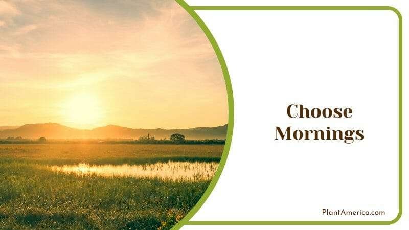 Choose Mornings Plant America Choose Mornings Plant America