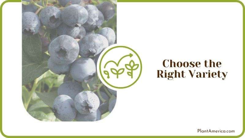 Choose Right Variety of Blueberry Plant America