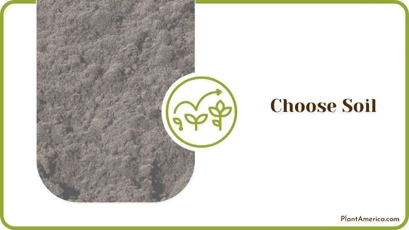Choose Soil for Hibiscus Plant America