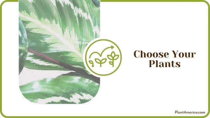 Choose Your Plants ~ PlantAmerica