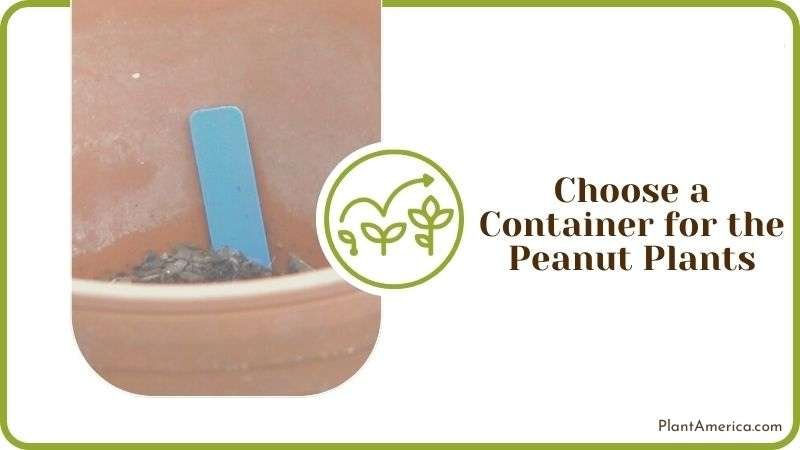 Choose a Container for the Peanut Plants Plant America