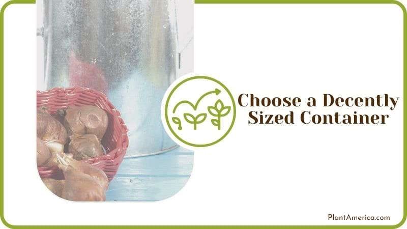 Choose a Decently Sized Container Plant America