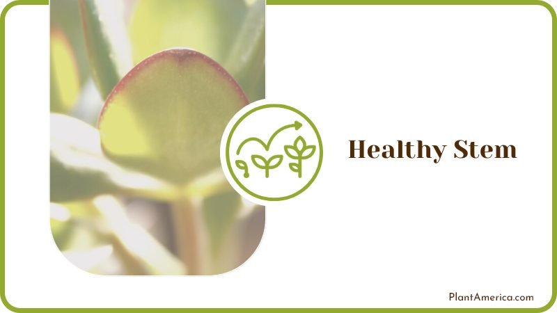 Choose a Healthy Stem Plant America