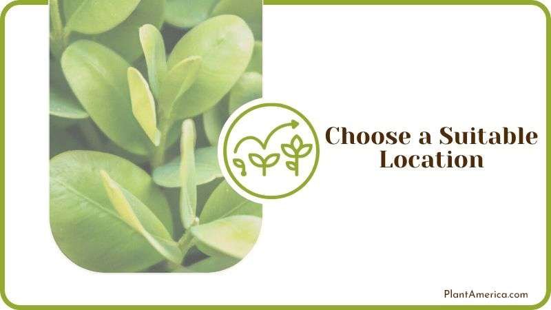Choose a Suitable Location Plant America