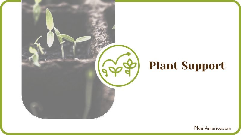 Choose the Perfect Plant Support Plant America