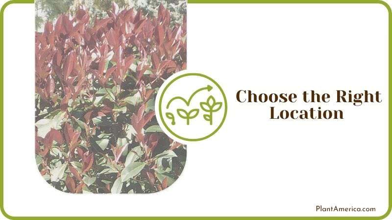 Choose the Right Location PlantAmerica