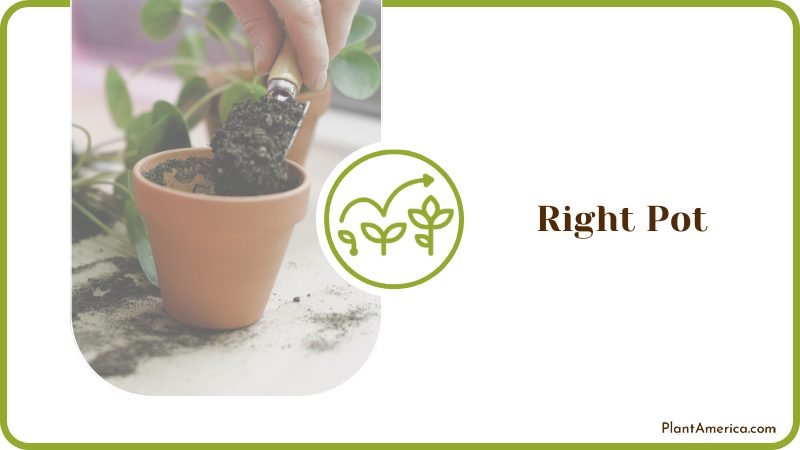 Choose the Right Pot ~ PlantAmerica Choose the Right Pot ~ PlantAmerica