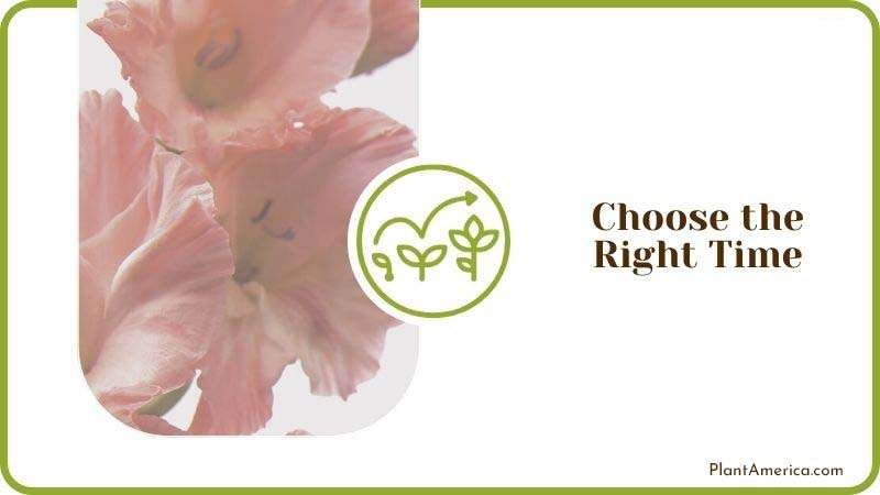 Choose the Right Time PlantAmerica 1