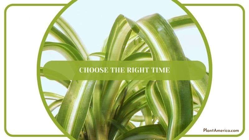 Choose the Right Time PlantAmerica