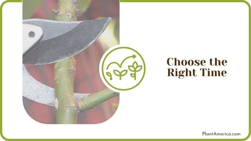 Choose the Right Time to Prune Plant America
