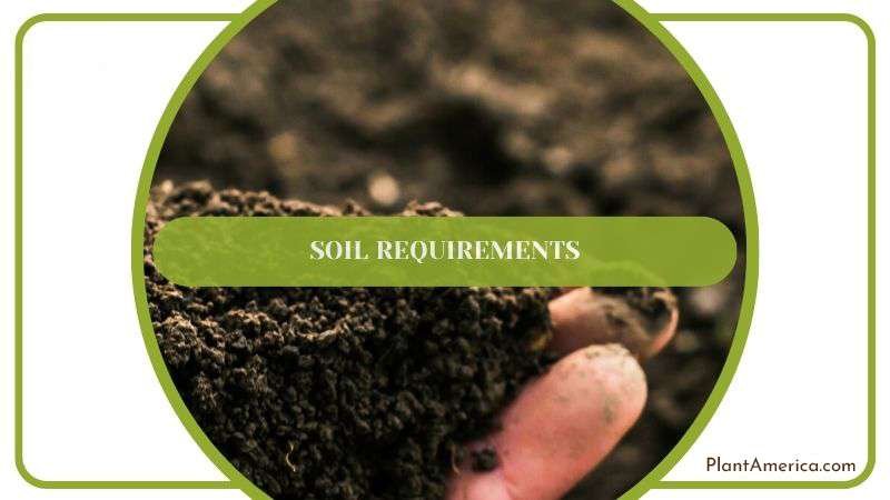 Choosing Proper Soil for Seat Plant Plant America