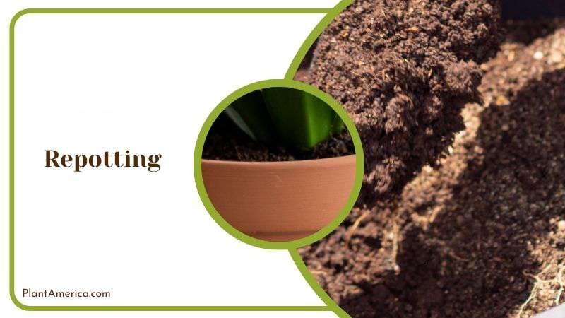 Choosing Right Pot for Whale Fin plant PlantAmerica