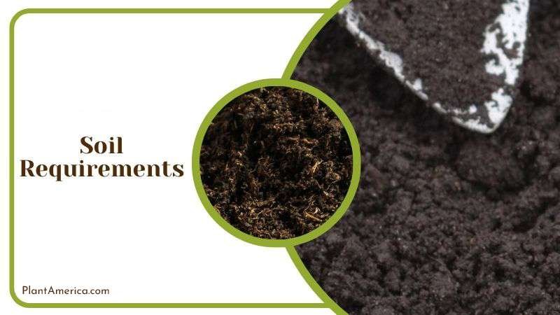 Choosing Right Soil for Senecio Plant Plant America