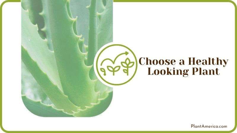 Choosing a Healthy Aloe Plant Plant America