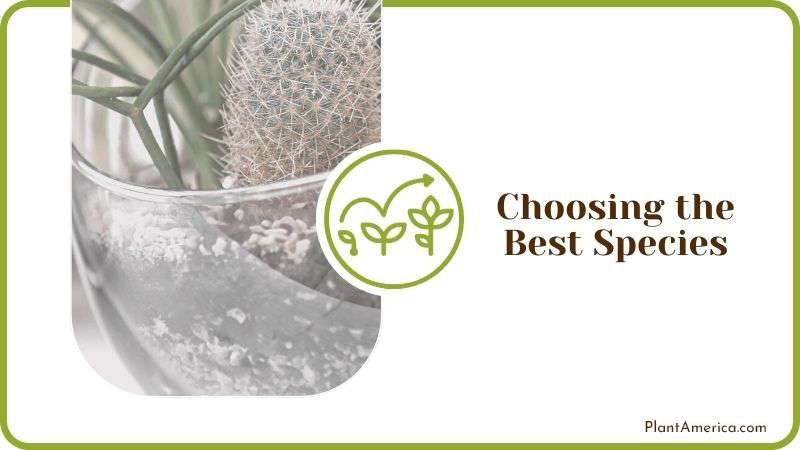 Choosing the Best Species PlantAmerica