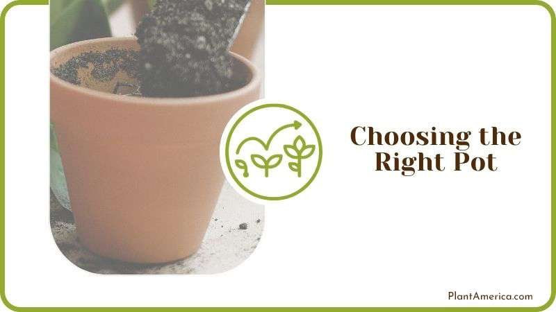 Choosing the Right Pot Plant America