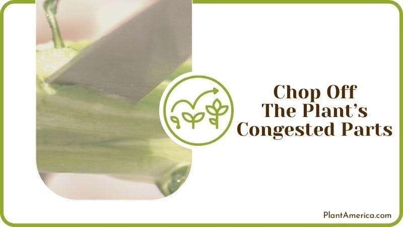 Chop off the Plants Congested Parts PlantAmerica Chop off the Plants Congested Parts PlantAmerica