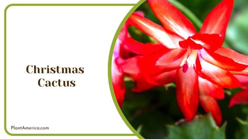 Christmas Cactus A Holiday Bloomer Plant America